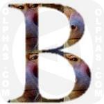 Baboon 