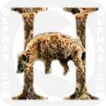 Hyena