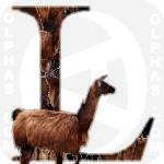 Lama