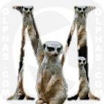 Meerkat