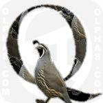 Quail