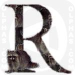 Raccoon