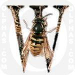Wasp
