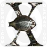 X Ray Fish
