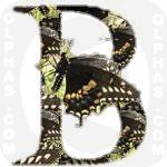 Black Swallowtail