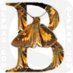 Broad Winged Skipper