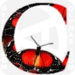 Cethosia Biblis