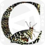 Checkered Swallowtail