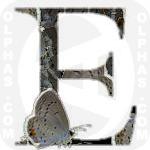 Eastern Tailed Blue