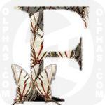 Fenochionis Eurytides Epidaus