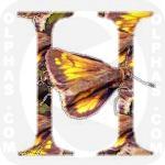 Hobomok Skipper