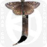 Juvenal Duskywing