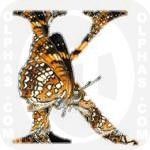K Harris Checkerspot