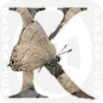 K Hickory Hairstreak