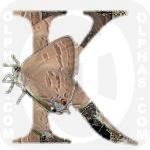 K Hickory Hairstreak