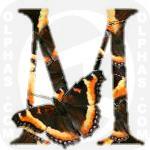 Milbert Tortoiseshell