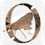 Ocola Skipper