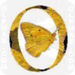 Orange Sulphur