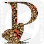 Painted Lady