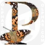 Painted Lady