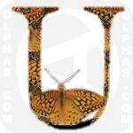 Unsilvered Fritillary