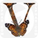 Vanessa Virginiensis