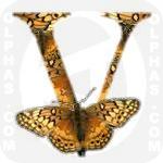 Variegated Fritillary