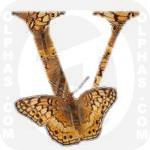 Variegated Fritillary