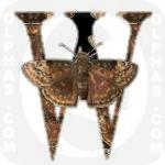 Wild Indigo Duskywing