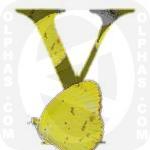 Y Little Yellow
