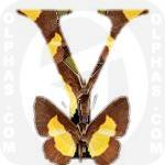 Yellow Metalmark