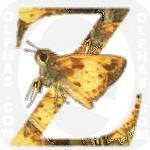 Zabulon Skipper