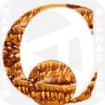 Canteloupe 
