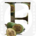 Feijoa