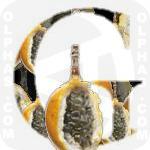 Golden Passion fruit