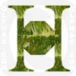 Horned Melon  
