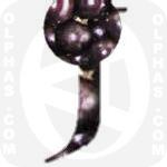 Jaboticaba  