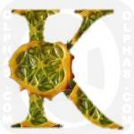 Kiwano cross