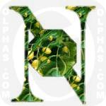 Neem  