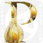 Physalis fruit