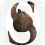 Salak