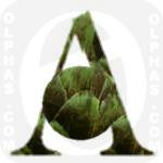 Artichoke  