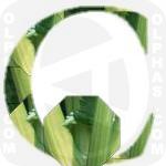 Celery  