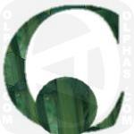 Celery  