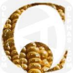 Corn  