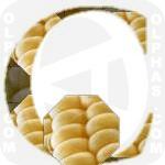 Corn  