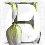 Endive