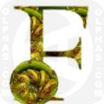 Fiddlehead Ferns  