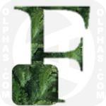 Fiddlehead Ferns  