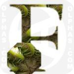 Fiddlehead Ferns  